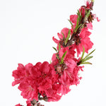 In spring dark pink flowers errupt along the branches before green foliage emerges.