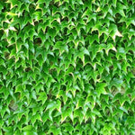 Bright Green in Spring and Summer