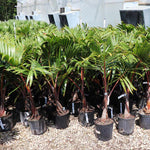 Our 3 Gallon Bottle Palms Trees.