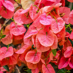 Sundown is a unique pinkish orange color.