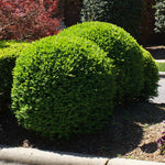 Titan Boxwood has been bred for it's color and dense foliage.