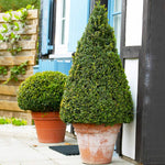 Boxwoods are great in pots with very little maintenance.