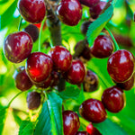 Brooks Cherry Tree