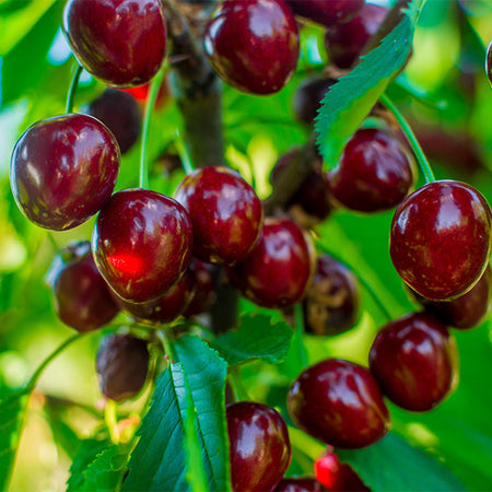 Brooks Cherry Tree