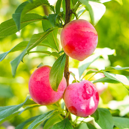 Bubblegum 'Toka' Plum Tree