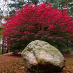 Burning Bush is a fall color favorite.