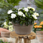 Buttons Gardenia Shrub