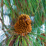Canary Island Pine Tree