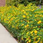 New Gold Lantana