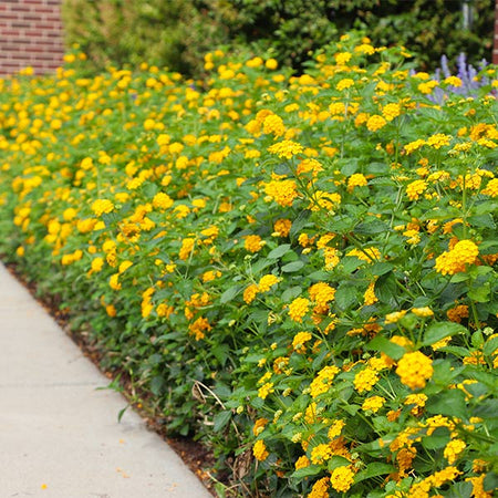 New Gold Lantana