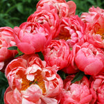 Coral Charm Peony