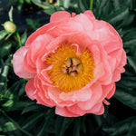 Coral Charm Peony