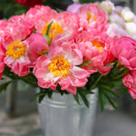 Coral Charm Peony