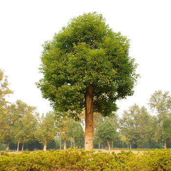 Camphor Laurel Tree