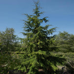 Images shown are of mature plants