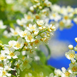In spring flowers appear that turn to chokecherry fruit.