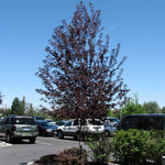 Canadian Red Chokecherry gets just 20 feet wide, a great compact specimen. Currently we only have multi-trunk available.
