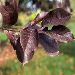 Summer foliage is a regal purple. New foliage is green.