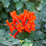 Cape Honeysuckle