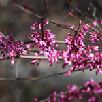 Purple flowers cover this tree in spring.