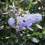 Yankee Point California Lilac