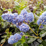 Yankee Point California Lilac