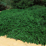 Yankee Point California Lilac