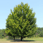 Celebration Maple Tree