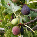 Celeste Fig Tree