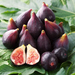 Celeste Fig Tree
