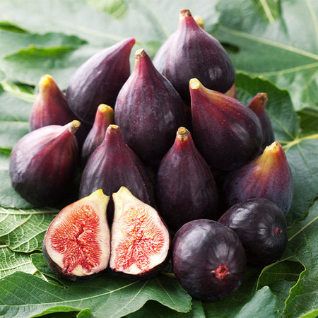Celeste Fig Tree