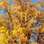 Chandler Walnut Tree