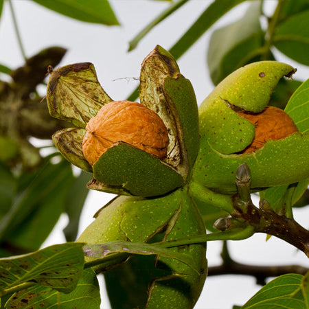 Chandler Walnut Tree