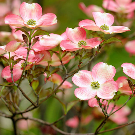 Cherokee Brave Dogwood Tree