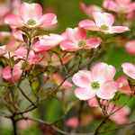 Flowers appear in spring.