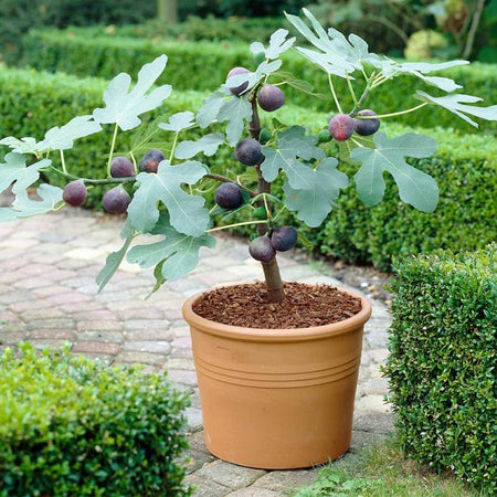 Chicago Hardy Fig Tree