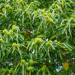 Chinese Chestnut Tree