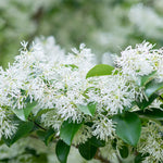 Chinese Fringe Tree