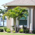 Christmas Palm Tree