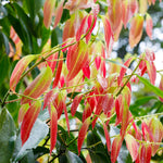 New growth on the Cinnamon tree is red.