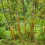 Cinnamon Tree