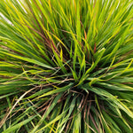 Citronella Grass