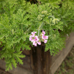 Citronella Mosquito Plant