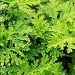 Citronella Mosquito Plant