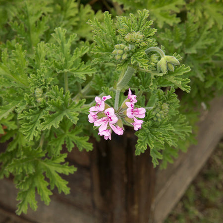 Citronella Mosquito Plant