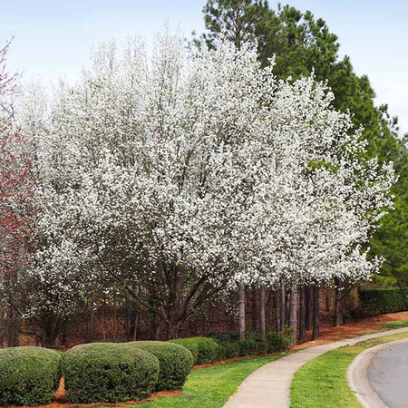 Cleveland Pear Tree