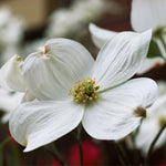 The Cloud 9 cultivar is known for it's overlapping flower bracts.