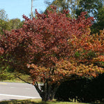 Fall leaf color is rust red.