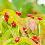Berries appear in summer.