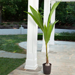 Never bury the coconut base in the soil.